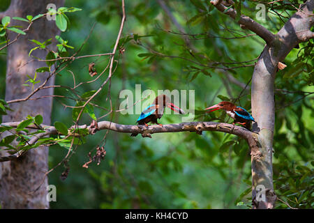 White throated Kingfisher Paar, Halcyon smyrnensis, Panna Tiger Reserve, Madhya Pradesh Stockfoto