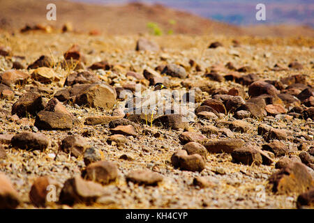 Gelbe Wattle Kiebitz, Vanellus, Saswad malabaricus, Maharashtra, Indien Stockfoto