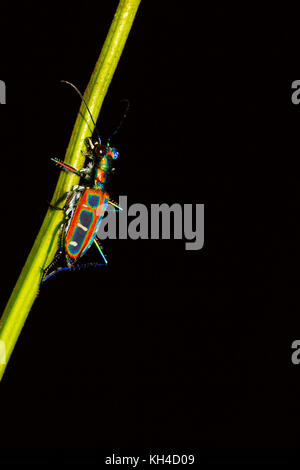 Tiger Beetle, cicindelinae, agumbe, Karnataka, Indien Stockfoto