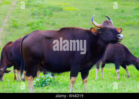 Indische Gaur oder indische Bisons, nagarhole Tiger Reserve, Karnataka, Indien Stockfoto