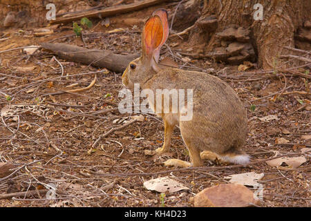 Indische Hase lepus Nigricollis, Bandhavgarh Tiger Reserve, Madhya Pradesh, Indien Stockfoto