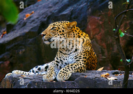 Indische leopard Panthera pardus Fusca, ranthambore Tiger Reserve, Rajasthan, Indien Stockfoto