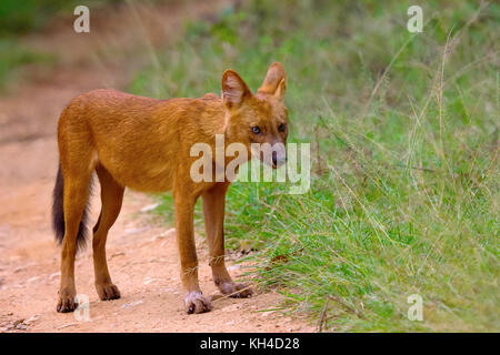 Indian Wild Dog, cuon Alpinus, nagarhole Tiger Reserve, Karnataka, Indien Stockfoto