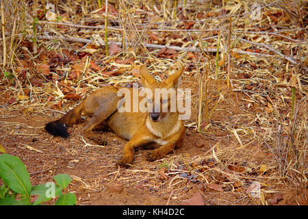 Indian Wild Dog, cuon Alpinus, tadoba-andheri Tiger Reserve, Maharashtra Stockfoto