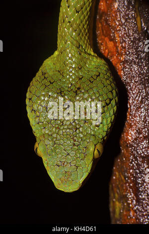 Bamboo pit Viper, ein älterer Name gramineus, dorsalen Kopfschuppen, matheran, Maharashtra, Indien Stockfoto