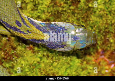 Grün, keelback macropisthodon chorla plumbicolor, Ghat, Karnataka, Indien Stockfoto