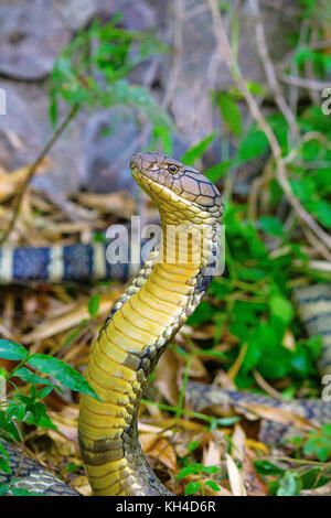 King Cobra, Ophiophagus Hannah, Corbett Tiger Reserve, Uttarakhand, Indien Stockfoto