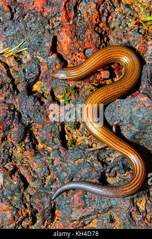 Gesäumt anschmiegsam Skink, lygosoma lineata, satara, Maharashtra, Indien Stockfoto