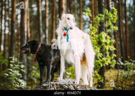 White Russian Barsoi und kleine Größe schwarz Jagd gemischte Rasse Hund posiert auf Stein im Sommer Natur Wald, stehend auf einem Felsen im Wald. Stockfoto