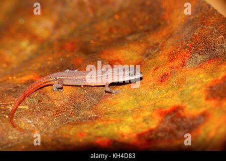 Der beddome cat Skink, ristella beddomii, sharavathi, Karnataka, Indien Stockfoto