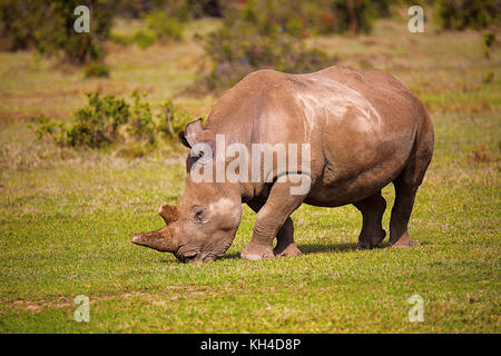 Afrika Nashorn, Kenia, Afrika Stockfoto