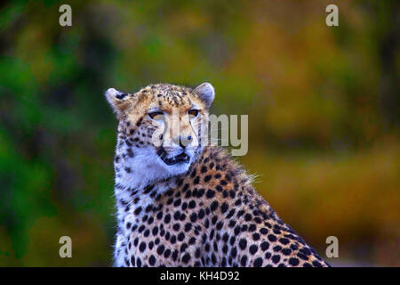 Afrikanische Geparden, Kenia, Afrika Stockfoto