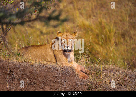 Afrikanischer Löwe - weiblich, Kenia, Afrika Stockfoto