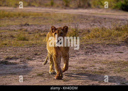 Afrikanischer Löwe-sub nach, Kenia, Afrika Stockfoto