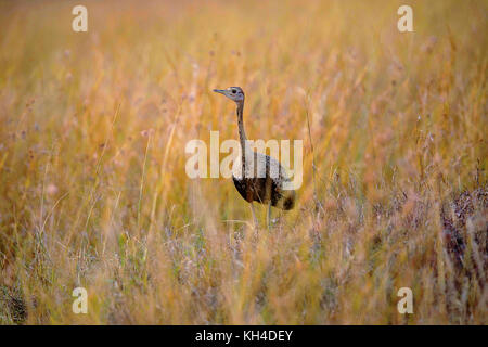 Black bellied Bustard, lissotis melanogaster Kenia, Afrika Stockfoto