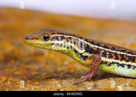 Ophisops sp., saswad, Pune, Maharashtra, Indien Stockfoto