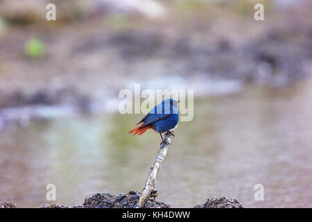 Plumbeous Wasser redstart Weiblich, Jim Corbett Tiger Reserve, Großbritannien, Indien Stockfoto