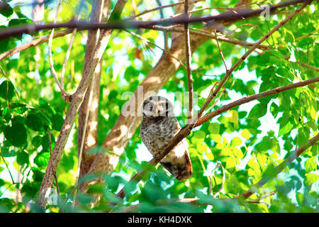 Gefleckte owlet, kanha Tiger Reserve, Madhya Pradesh, Indien Stockfoto