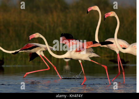 Mehr Flamingo, nalsarovar, Gujarat, Indien, Asien Stockfoto