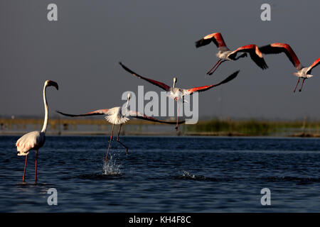 Mehr Flamingo, nalsarovar, Gujarat, Indien, Asien Stockfoto