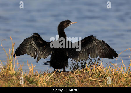 Wenig Kormoran, thol Vogelschutzgebiet, Gujarat, Indien, Asien - rms 259449 Stockfoto