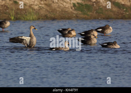 Ort bill Ente, thol Vogelschutzgebiet, Gujarat, Indien, Asien - rms 259451 Stockfoto