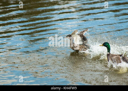 Schöne Enten mit den abgetrennten Flügeln auf einem See treiben und versuchen, in der Nähe zu fliegen. Stockfoto