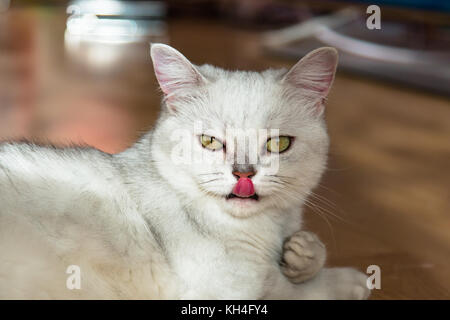 Schönen weißen flauschigen britische Katze mit grünen Augen liegt auf dem Parkettboden und leckt seine Nase. Stockfoto