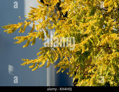 Robinia pseudoacacia Frisia Baum im Herbst, Großbritannien Stockfoto