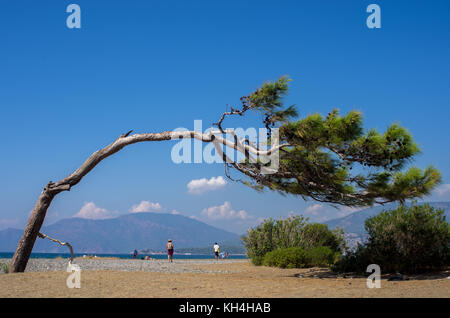 Schiefen Baum am Strand von Dalyan, Türkei Stockfoto