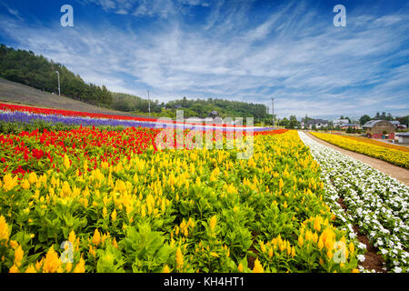 Die hokkaido Meer Felder, Japan, schöne Blumen im Sommer jedes Jahr, zieht viele Touristen Stockfoto