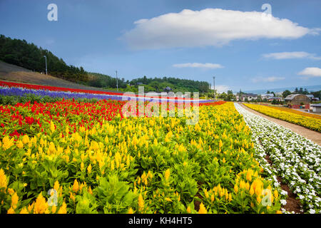 Die hokkaido Meer Felder, Japan, schöne Blumen im Sommer jedes Jahr, zieht viele Touristen Stockfoto