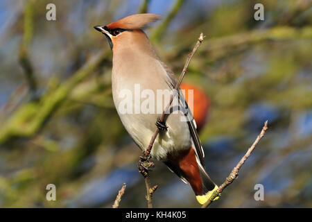 Ein Wachsflügel (Bombycilla garrulus), der in einem Baum thront. Warwickshire, Großbritannien. Winter Stockfoto