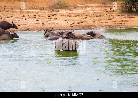 Wilde Elefanten in Sri Lanka Stockfoto