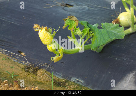 Junge grüne PUMPKING WÄCHST AN REBE IN FELD Stockfoto