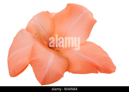 Schöne orange gladiolus Blume auf weißem Hintergrund. freistellungspfaden. volle Tiefenschärfe. Stockfoto