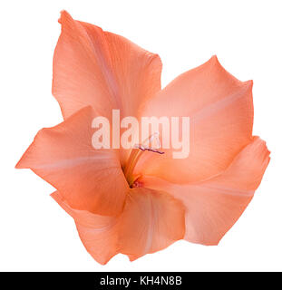 Schöne orange gladiolus Blume auf weißem Hintergrund. freistellungspfaden. volle Tiefenschärfe. Stockfoto