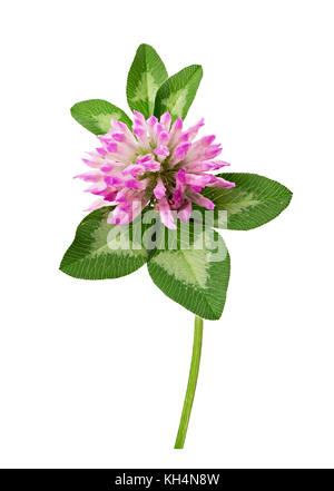 Frischen Klee Blume auf weißem Hintergrund. Freistellungspfad Stockfoto