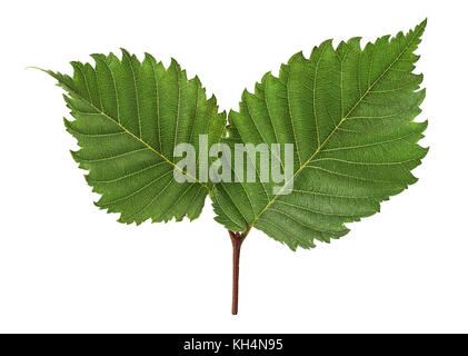 Das Blatt von Haselnuss auf weißem Hintergrund. freistellungspfaden. volle Tiefenschärfe. Stockfoto