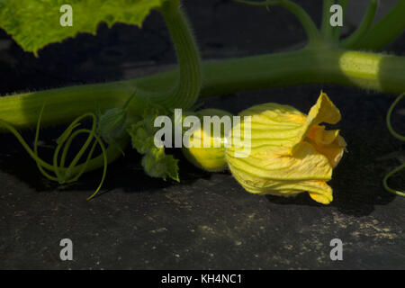 Nahaufnahme einer Blüte Kürbis WASHINGTON FARMEN WATKINS, GA Stockfoto