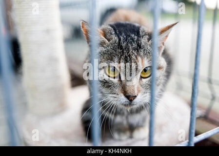 Choszczno, Polen, 12. November 2017: Eine Katze hinter Gittern in eine Zuflucht für heimatlose Tiere. Stockfoto