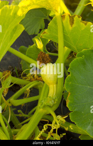 Nahaufnahme der jungen PUMPKING am Weinstock Stockfoto