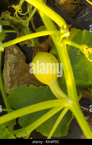 Nahaufnahme der jungen PUMPKING am Weinstock Stockfoto