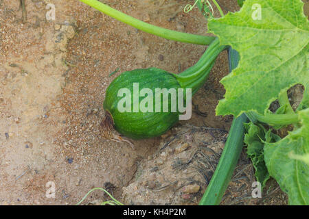 Junge grüne PUMPKING WÄCHST AN REBE IN FELD Stockfoto