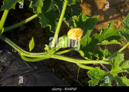 Junge grüne PUMPKING WÄCHST AN REBE IN FELD Stockfoto