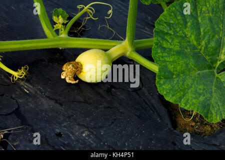 Junge grüne PUMPKING WÄCHST AN REBE IN FELD Stockfoto