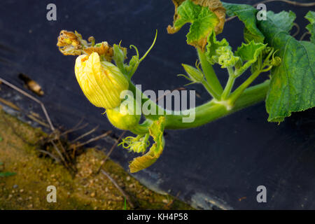 Junge grüne PUMPKING WÄCHST AN REBE IN FELD Stockfoto