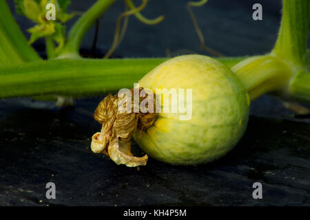 Junge grüne PUMPKING WÄCHST AN REBE IN FELD Stockfoto