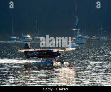 Ein kenmore Air Bayerische Flugzeugwerke Bf DHC-3 Turbine 'Otter' auf Schwimmer, langsam Taxis, Friday Harbor, WA auf dem letzten Flug des Tages. Stockfoto