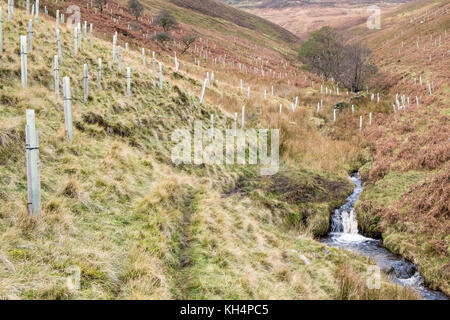 Neu gepflanzten Bäumen mit Baum wachen oder Schutzeinrichtungen auf einem Hügel am Jaggers Clough, Peak District, Derbyshire, Großbritannien Stockfoto